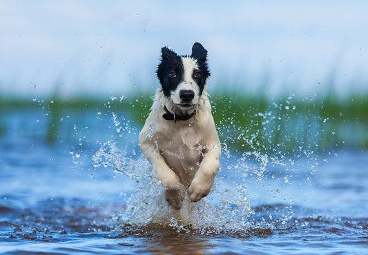 8 Important Tips to Keep Your Dog Active