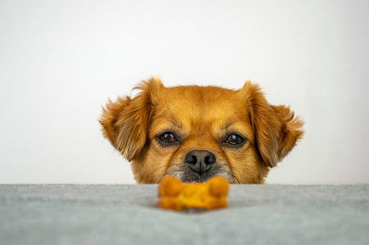 Healthy biltong dog treats - no additives, preservatives, or flavoring; just 100% natural flavor.