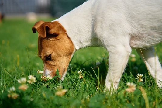 why dogs eat grass digestive health biltong treats