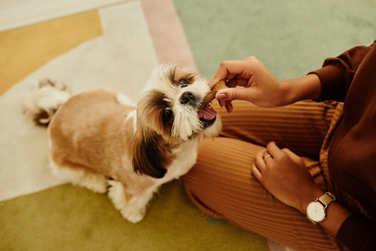 dog treats homemade benefits of biltong