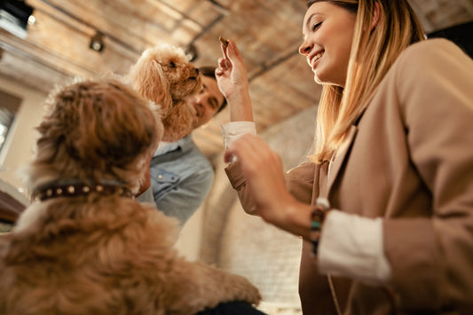 dog training treats healthy biltong