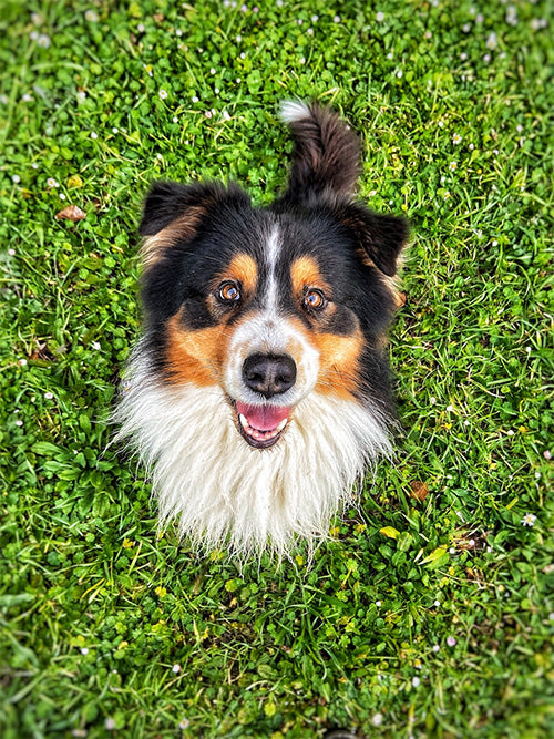 Biltong hotsell dog treats